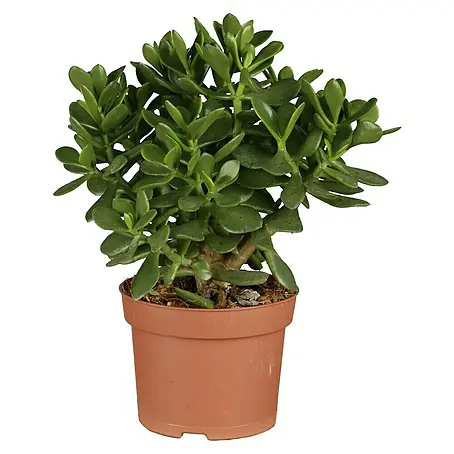 Piardino  Cactus