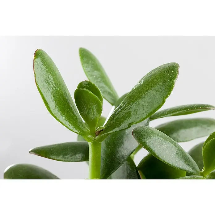 Piardino Árbol de jade - Crassula, Tamaño de maceta: 12 cm - Primer plano de una planta de jade verde brillante con hojas ovaladas, popular para la jardinería interior, que aporta un toque de naturaleza al interior.
