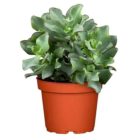 Piardino  Árbol de jade