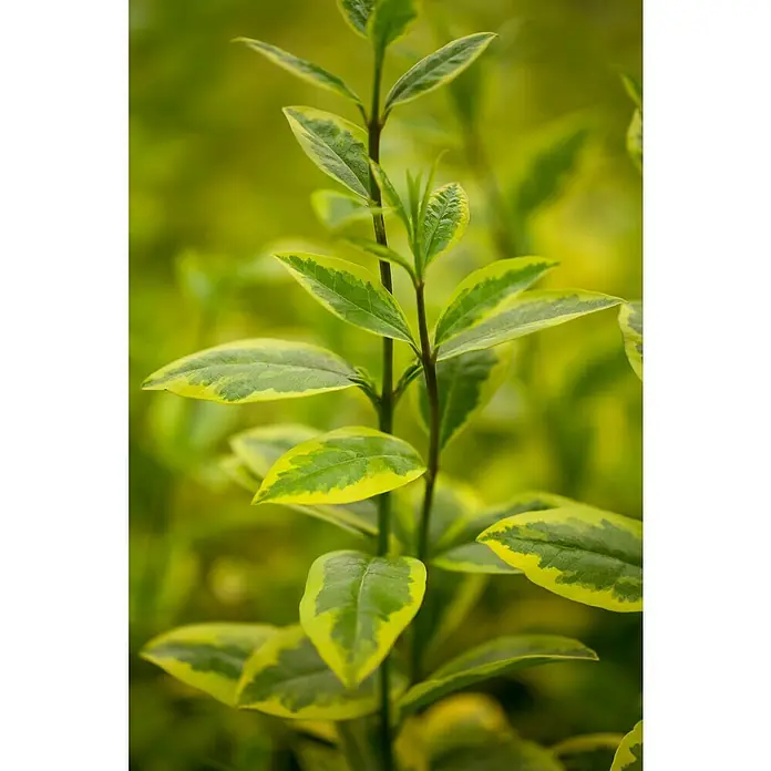 Piardino Liguster Aureum - Ligustrum ovalifolium 'Aureum', Topfgröße: 26 cm, Dunkelgrün/Goldgelb - Nahaufnahme von einem Spindelstrauch mit grünen Blättern und gelben Rändern, die die Details der Pflanze hervorheben.