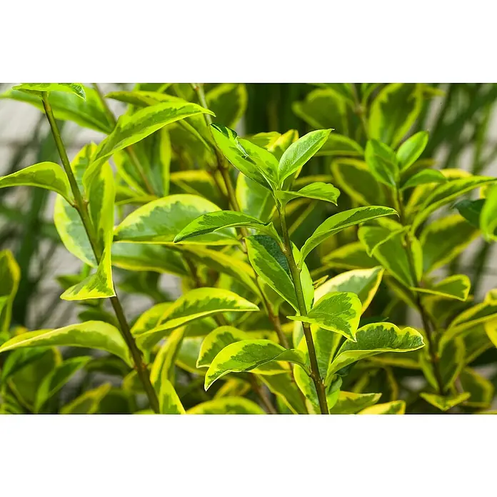 Piardino Liguster Aureum - Ligustrum ovalifolium 'Aureum', Topfgröße: 26 cm, Dunkelgrün/Goldgelb - Nahaufnahme von Ligusterbüschen mit leuchtend grün-gelben Blättern, die eine attraktive und lebendige Textur im Garten schaffen.