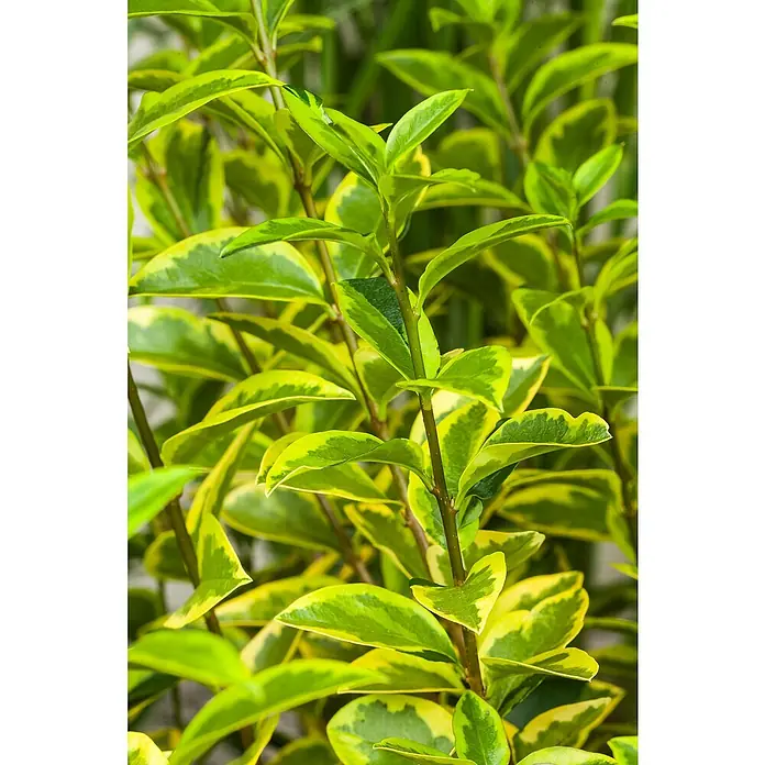 Piardino Liguster Aureum - Ligustrum ovalifolium 'Aureum', Topfgröße: 26 cm, Dunkelgrün/Goldgelb - Nahaufnahme eines Goldliguster-Busches mit grünen Blättern und goldgelben Rändern.