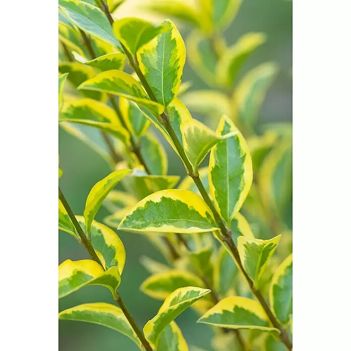 Piardino Liguster Aureum - Ligustrum ovalifolium 'Aureum', Topfgröße: 26 cm, Dunkelgrün/Goldgelb - Panaschierte grüne und gelbe Blätter an einem Pflanzenstiel.