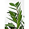Zamioculcas zamiifolia 19 im Korb