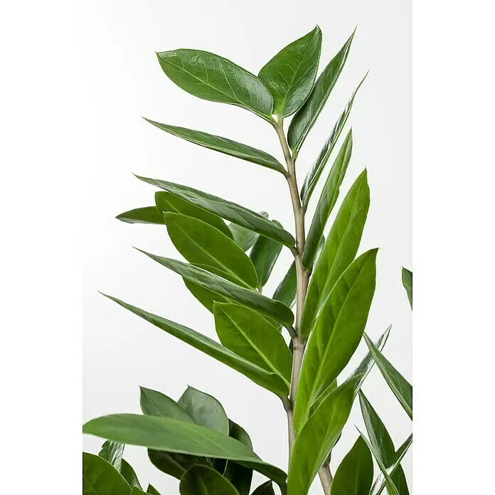 Piardino Glcksfeder im Korb - Zamioculcas zamiifolia, Topfgre: 19 cm  online kaufen bei BAUHAUS