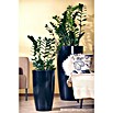 Zamioculcas zamiifolia 19 im Korb