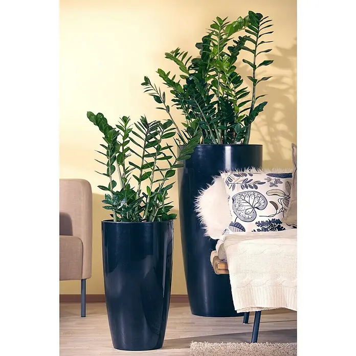 Piardino GlücksfederZamioculcas zamiifolia, Topfgröße: 21 cm - Zwei Zamioculcas-Zimmerpflanzen in schlanken, schwarzen Pflanzgefäßen, die eine moderne und natürliche Note in den Innenraum bringen.