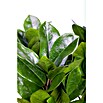 Zamioculcas zamiifolia 19 im Korb