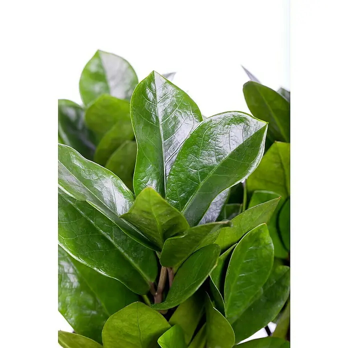 Piardino GlücksfederZamioculcas zamiifolia, Topfgröße: 21 cm - Nahaufnahme einer Zimmerpalme mit glänzenden, grünen Blättern. Die Pflanze bringt Frische und Natürlichkeit in jeden Raum.