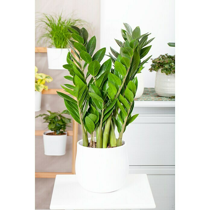 Zamioculcas zamiifolia 19 im Korb