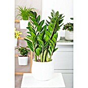 Zamioculcas zamiifolia 19 im Korb