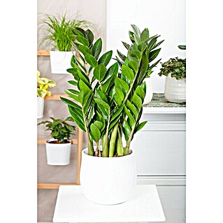 Piardino Glücksfeder (Zamioculcas zamiifolia, Topfgröße: 19 cm)