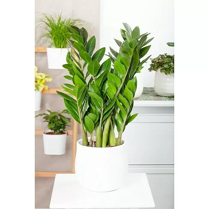 Piardino GlücksfederZamioculcas zamiifolia, Topfgröße: 19 cm