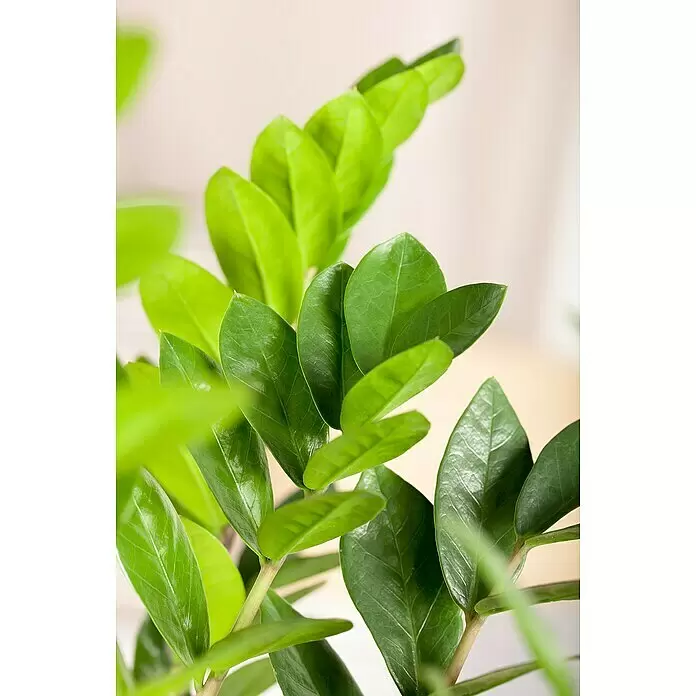 Piardino GlücksfederZamioculcas zamiifolia, Topfgröße: 23 cm
