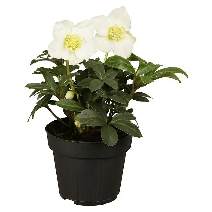 Piardino Christrose - Helleborus niger 'Winter Sun', Topfgröße: 19 cm, Weiß - Nahaufnahme einer blühenden Helleborus-Pflanze in einem schwarzen Topf, die die zarten weißen Blüten und das üppige grüne Laub hervorhebt.