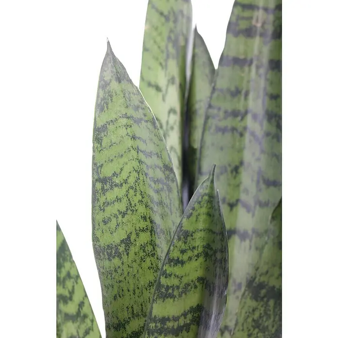 Piardino Bogenhanf MinisSansevieria, Topfgröße: 7 cm, Gelb-Grün - Nahaufnahme einer Sansevieria-Pflanze mit ihren markanten, gestreiften Blättern, die eine grüne und graue Farbpalette zeigen.