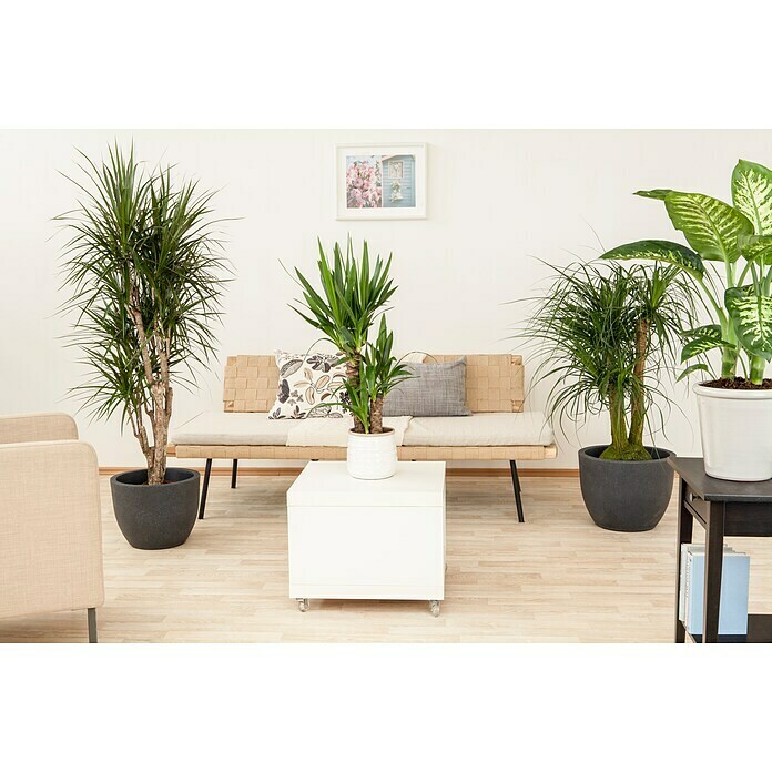 Yucca elephantipes 24