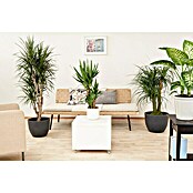 Yucca elephantipes 24