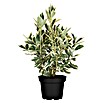 Piardino Evónimo (Euonymus japonicus 'Bravo', Verde/Blanco) | BAUHAUS