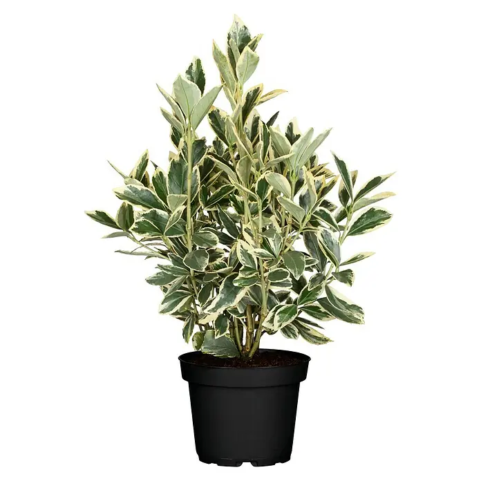 Piardino Evónimo - Euonymus japonicus 'Bravo', Verde/Blanco - Esta foto muestra un arbusto de Euonymus fortunei 'Emerald 'n' Gold' en una maceta negra, mostrando sus márgenes de hojas color crema sobre un fondo negro.