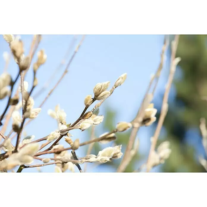 Piardino Magnolie - Magnolia liliiflora Susan, Topfgröße: 30 cm - Detailaufnahme