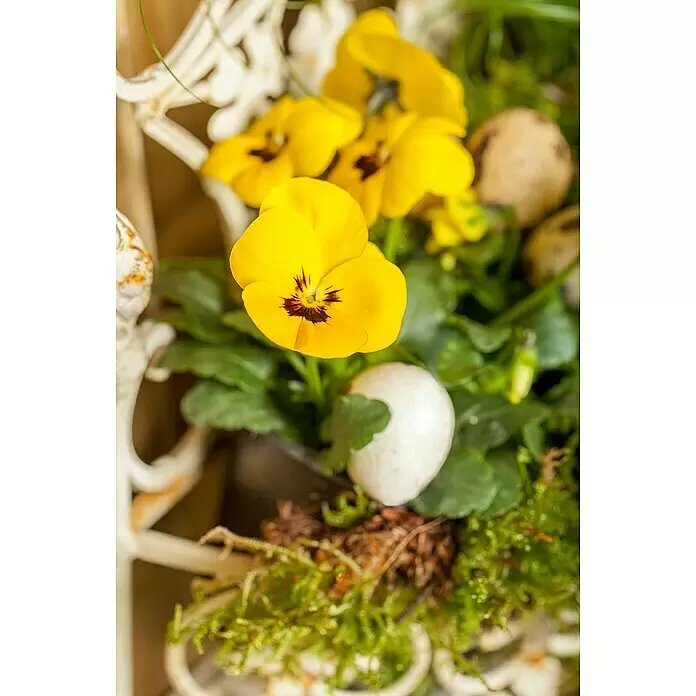 Piardino Garten-Stiefmütterchen - Viola cornuta, Topfgröße: 14 cm, in Farben gemischt - Gelbe Stiefmütterchen und Dekoeier mit Moos in einem verzierten weißen Pflanzgefäß.