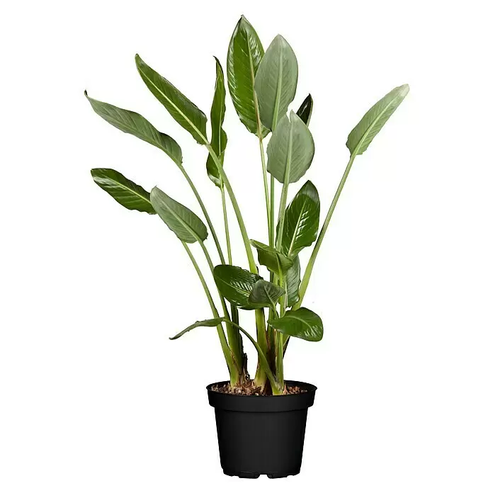 Piardino Königs-StrelitzieStrelitzia reginae, Topfgröße: 40 cm