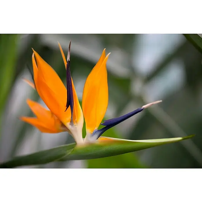 Piardino Königs-StrelitzieStrelitzia reginae, Topfgröße: 40 cm - Nahaufnahme einer exotischen Paradiesvogelblume mit leuchtend orangefarbenen und blauen Akzenten vor verschwommenem Grün.