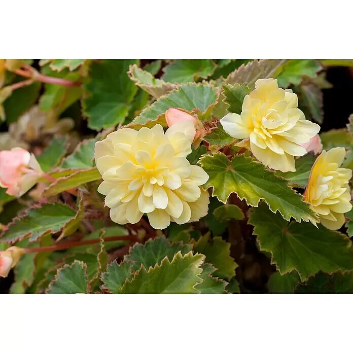 Piardino Begonie - Begonia Hybride, Topfgröße: 25, Sortenabhängig - Nahaufnahme leuchtend gelber Begonienblüten mit gekräuselten grünen Blättern.
