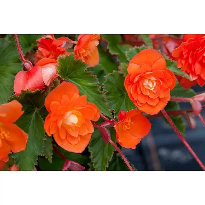 Piardino Begonie - Begonia Hybride, Topfgröße: 25, Sortenabhängig - Nahaufnahme von leuchtend orangefarbenen Begonienblüten und grünen Blättern.