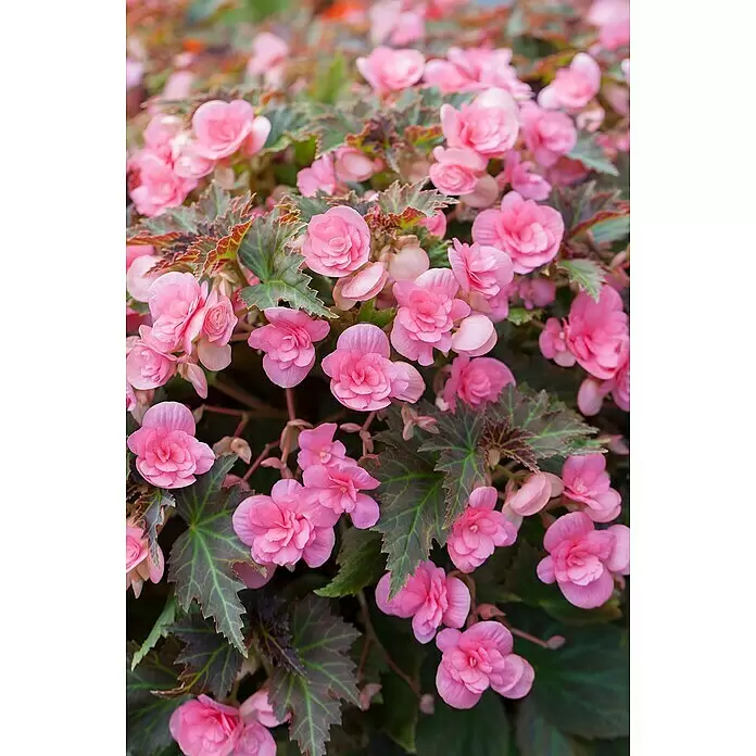 Piardino Begonie - Begonia Hybride, Topfgröße: 25, Sortenabhängig - Nahaufnahme leuchtend pinker Begonienblüten mit auffälligen dunkelgrünen Blättern und roten Adern, eine schöne Blumenpracht.
