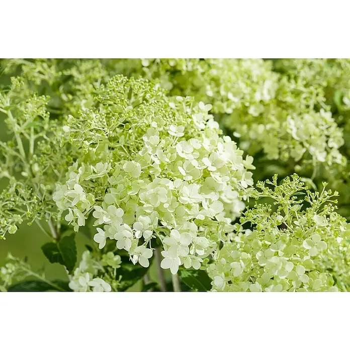 Piardino Rispen-Hortensie - Hydrangea paniculata in Sorten, Topfgröße: 12 cm, Sortenabhängig - Nahaufnahme einer Hortensienblüte mit zarten weißen Blütenblättern und grünen Akzenten, die die Schönheit und Eleganz der Natur hervorheben.