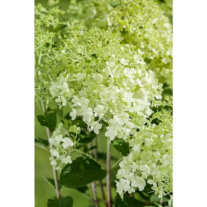 Piardino Rispen-Hortensie - Hydrangea paniculata in Sorten, Topfgröße: 12 cm, Sortenabhängig - Nahaufnahme einer Limelight Hortensie, die ihre cremeweißen Blüten in voller Pracht zeigt, ein Muss für jeden Gartenliebhaber.