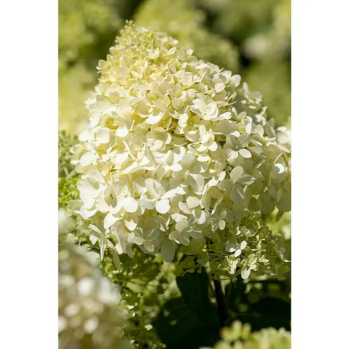 Piardino Rispen-Hortensie - Hydrangea paniculata in Sorten, Topfgröße: 12 cm, Sortenabhängig - Nahaufnahme einer weißen Hortensienblüte mit grünen Blättern im Hintergrund. Die Blüten sind dicht und bilden eine kegelförmige Struktur.