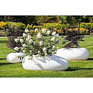 Piardino Rispen-Hortensie Kingsize (Hydrangea paniculata, Topfgröße: 17 cm, Weiß)