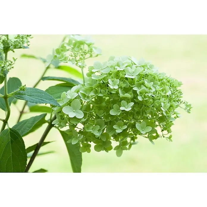 Piardino Rispen-Hortensie - Hydrangea paniculata in Sorten, Topfgröße: 12 cm, Sortenabhängig - Nahaufnahme einer Rispenhortensie 'Limelight' mit hellgrünen Blütenständen und grünen Blättern vor einem hellen, verschwommenen Hintergrund.