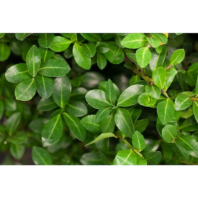 Piardino Bergilex Tray (Ilex crenata, Topfgröße: 9 cm) | BAUHAUS