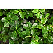 Piardino Bergilex Tray (Ilex crenata, Topfgröße: 9 cm) | BAUHAUS