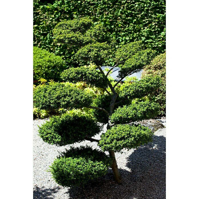 Piardino Bergilex Tray (Ilex crenata, Topfgröße: 9 cm) | BAUHAUS