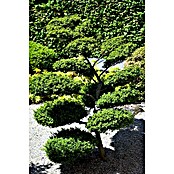 Piardino Bergilex Tray (Ilex crenata, Topfgröße: 9 cm) | BAUHAUS