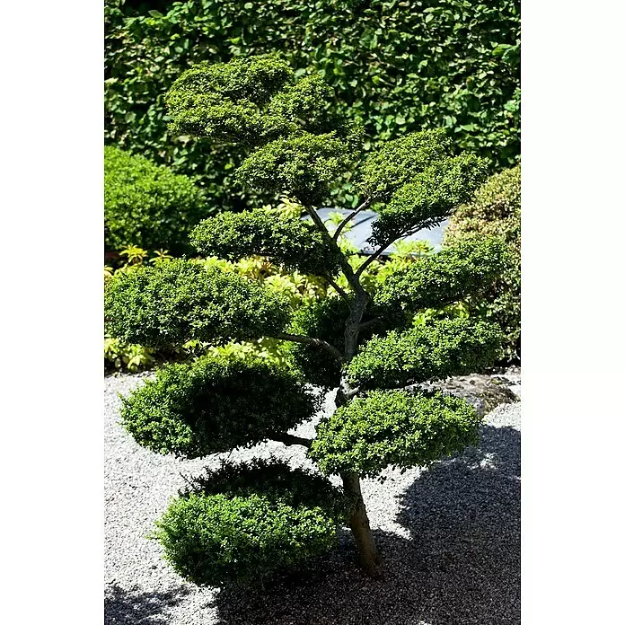 Piardino Bergilex Tray - Ilex crenata, Topfgröße: 9 cm - Detailaufnahme