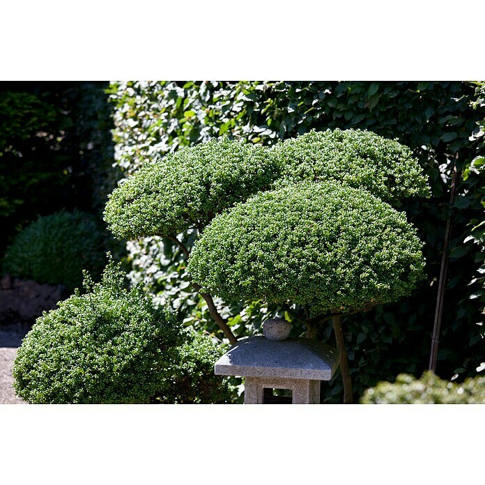 Piardino Bergilex Tray (Ilex crenata, Topfgröße: 9 cm) | BAUHAUS
