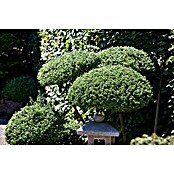 Piardino Bergilex Tray (Ilex crenata, Topfgröße: 9 cm) | BAUHAUS