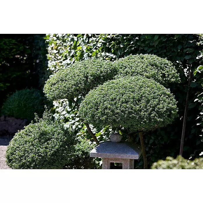 Piardino Bergilex Tray - Ilex crenata, Topfgröße: 9 cm - Detailaufnahme