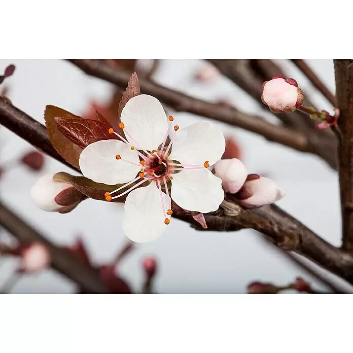 Piardino Zwerg-Blutpflaume - Prunus cistena - Weiße Blüte mit rosa und orangefarbenen Details, umgeben von dunkelroten Blättern und rosa Knospen an einem braunen Zweig.