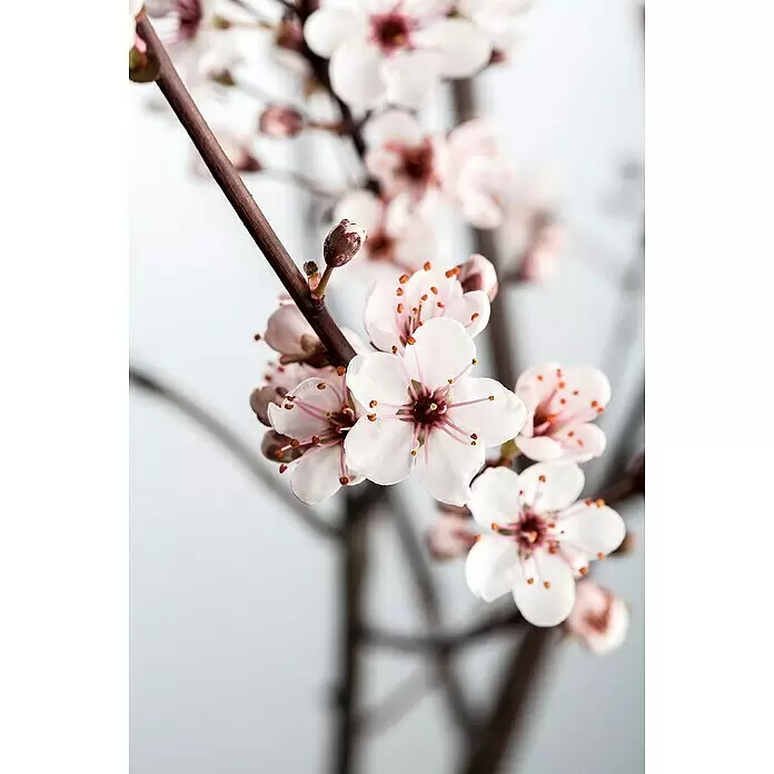 Piardino Zwerg-Blutpflaume - Prunus cistena - Weiße Kirschblüten mit pinkfarbenen Zentren und gelben Staubgefäßen an einem braunen Zweig.