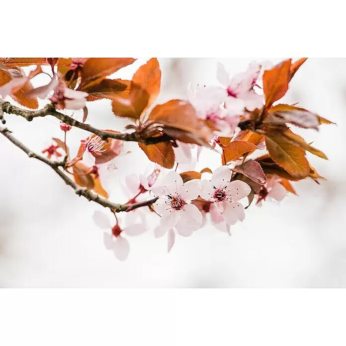 Piardino Zwerg-Blutpflaume - Prunus cistena - Nahaufnahme eines Zweiges mit zarten rosa Kirschblüten und kupferbraunen Blättern.