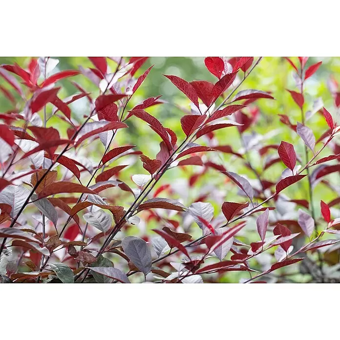Piardino Zwerg-Blutpflaume - Prunus cistena - Zweige mit leuchtend roten und violetten Blättern.