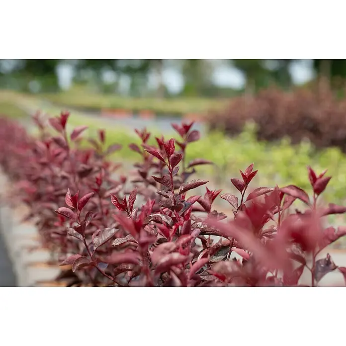 Piardino Zwerg-Blutpflaume - Prunus cistena - Nahaufnahme einer Reihe von roten Zierspieren, die einen attraktiven Farbakzent in jedem Garten bieten und sich ideal für Bordüren eignen.