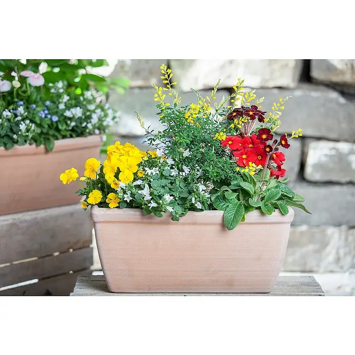 Piardino Violeta de los Pirineos - Tamaño de maceta: 12 cm, En función de la variedad - Hermosa jardinera con flores amarillas, rojas y blancas. Los colores vibrantes iluminan cualquier espacio.